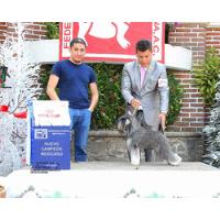 Cachorros Schnauzer Miniatura Líneas De Multi Campeones. segunda mano   México 
