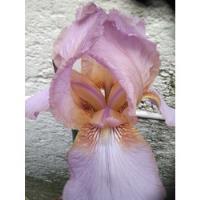 Lirio Iris Exotico  Lila O Lirio Barbado 1 Pza Bulbo, usado segunda mano   México 
